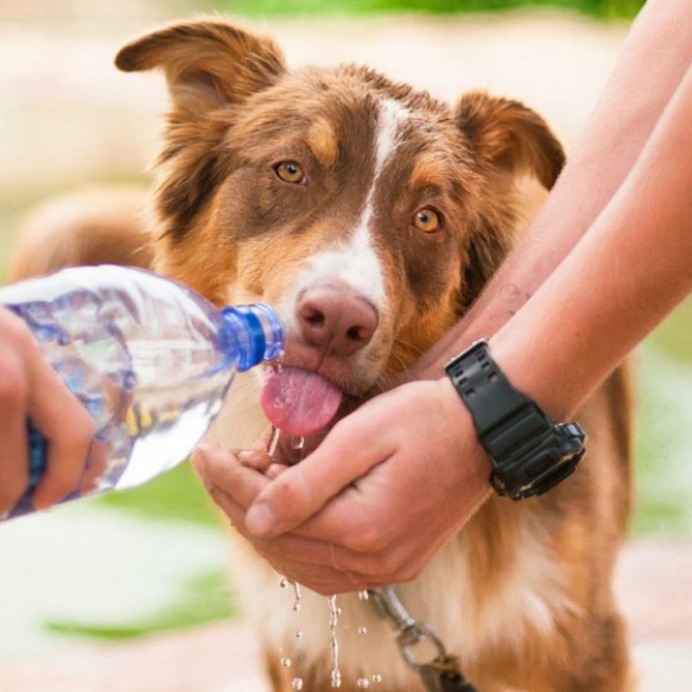 Es importante que tu mascota tenga acceso constante a agua limpia.