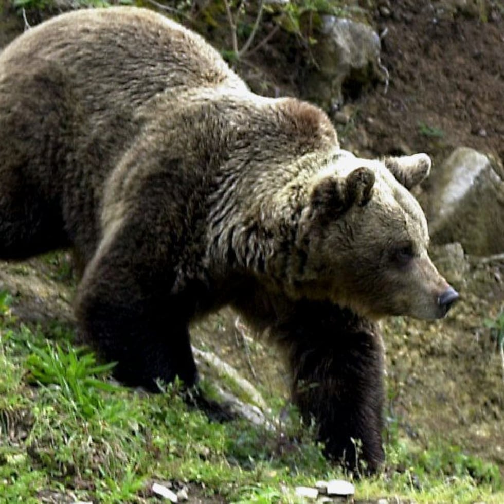 Foto de archivo de un oso pardo.