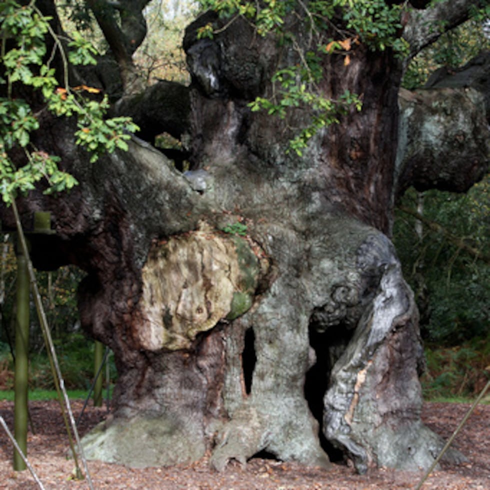Se dice que este árbol sirvió de refugio a Robin Hood, el legendario bandido del siglo XIII que robaba a los ricos para dar a los pobres y se escondía en el bosque cuando lo perseguía el sheriff de Nottingham.