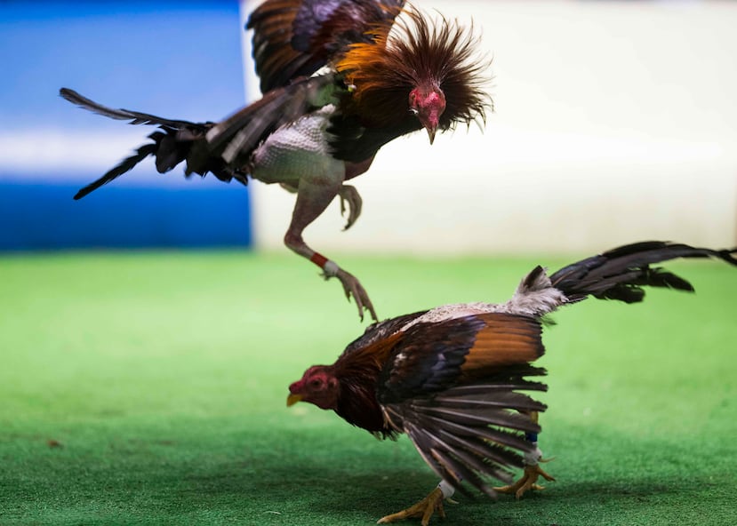 Así transcurre una pelea de gallos
