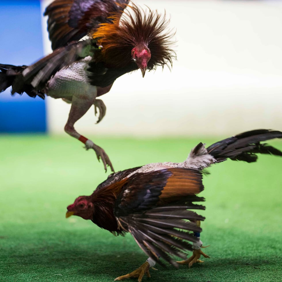 Así transcurre una pelea de gallos