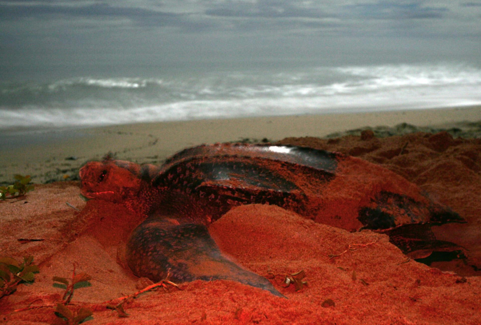 Imagen de la cobertura de: La tortuga marina más grande del mundo vuelve a anidar en Panamá tras casi una década