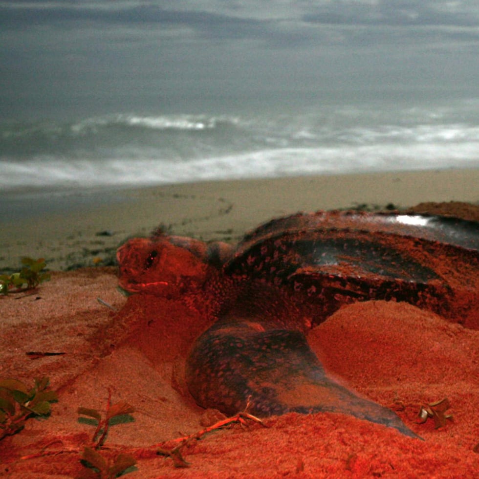 Fotografía de archivo de una tortuga Baula en una playa de Costa Rica.