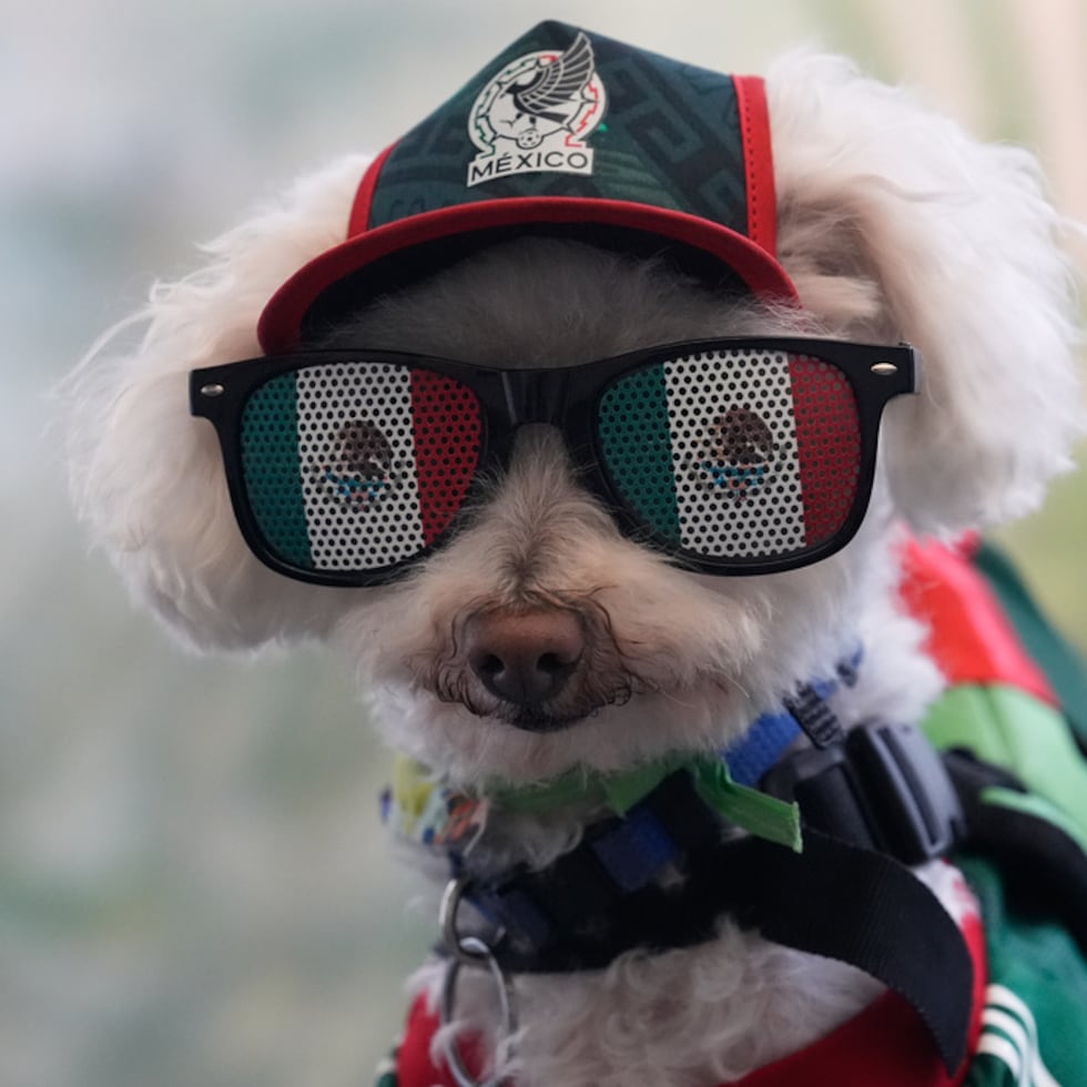 Mientras la fiebre del Mundial se apodera de la Ciudad de México, uno de los grandes favoritos de la afición del torneo no es ni un jugador, ni un entrenador, ni la mascota oficial.