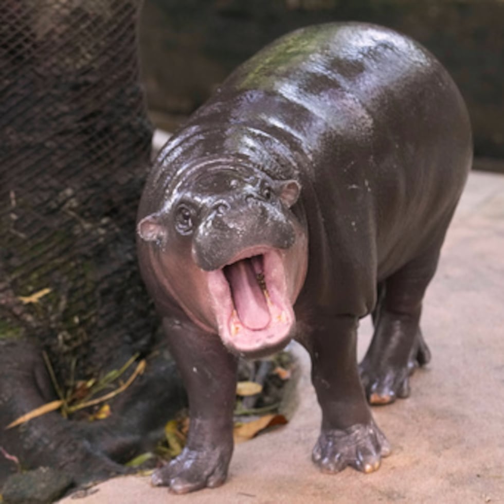 Moo Deng saltó al estrellato poco después de nacer en 2024, en gran parte gracias a un cuidador que compartió adorables fotos y vídeos del bebé hipopótamo en las redes sociales.