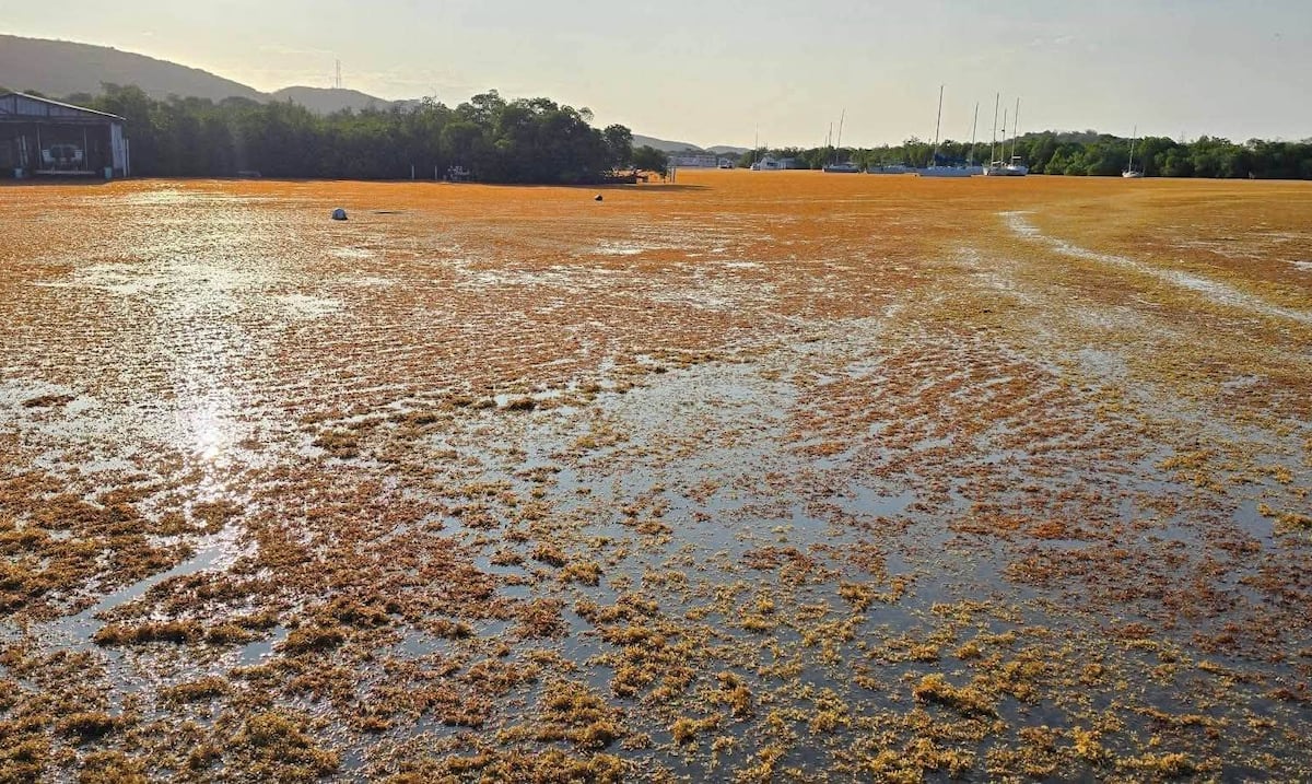 DRNA evalúa mallas y barreras flotantes para combatir llegada masiva de sargazo