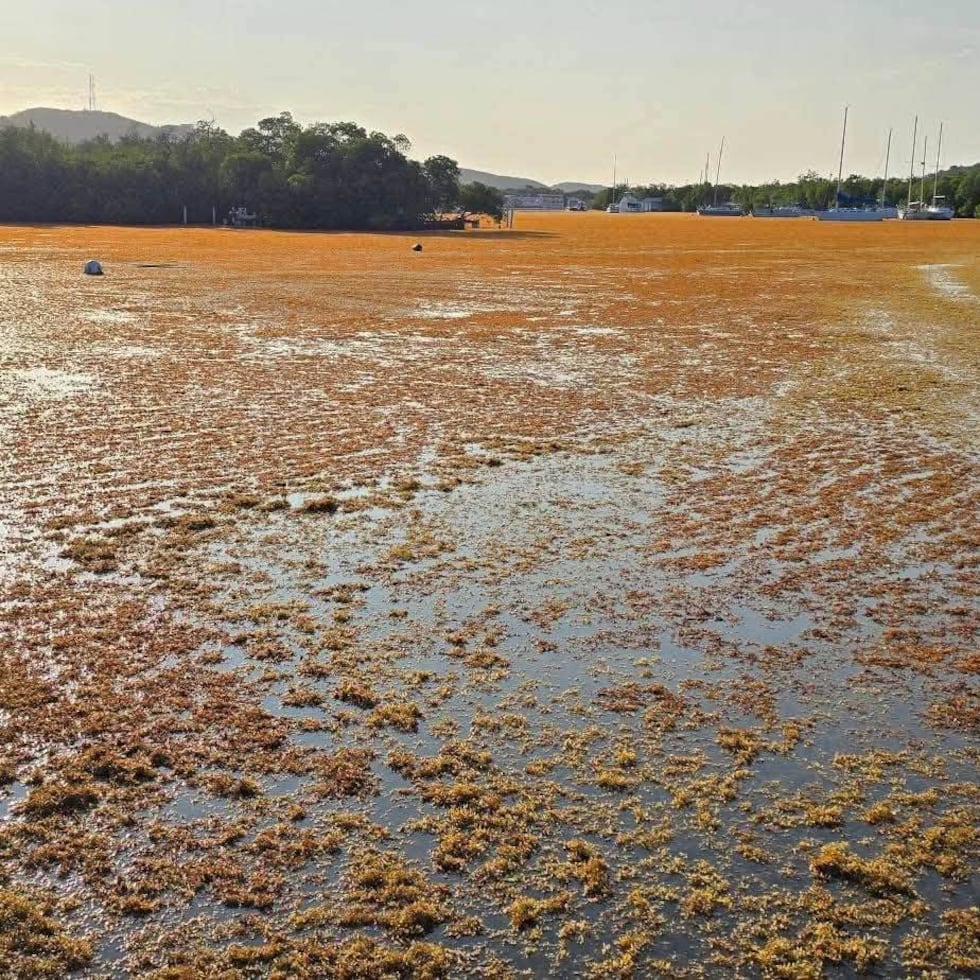 La proyección de la Oficina Nacional de Administración Oceánica y Atmosférica es que lleguen a nuestras costas 102 millones de toneladas métricas de sargazo en esta temporada.