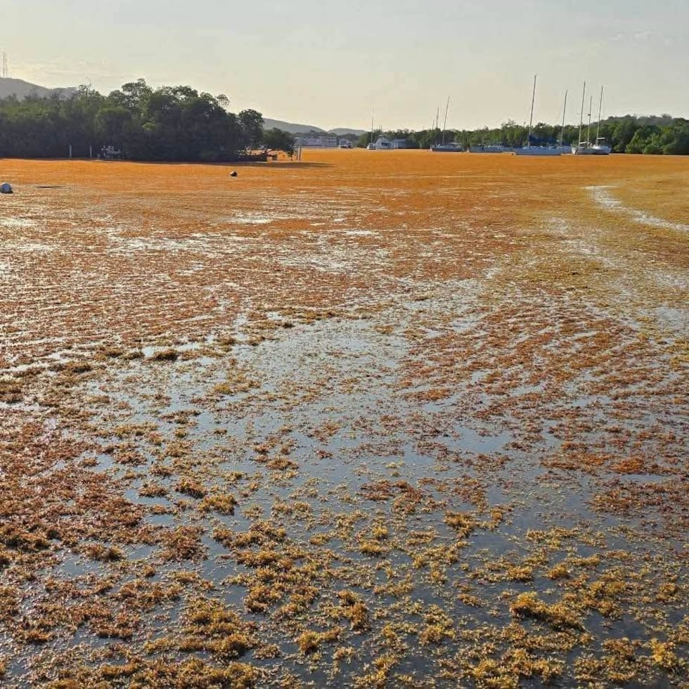 The DRNA secretary acknowledged the negative impact that the presence of sargassum can have on coastal municipalities.