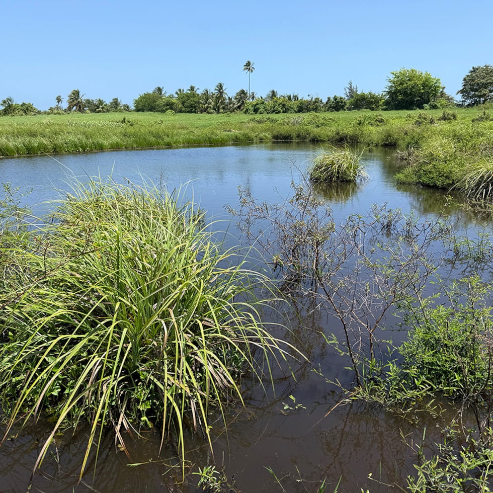 Sobre estas líneas, el Área Natural Protegida Llanuras del Cibuco, en Vega Baja.
