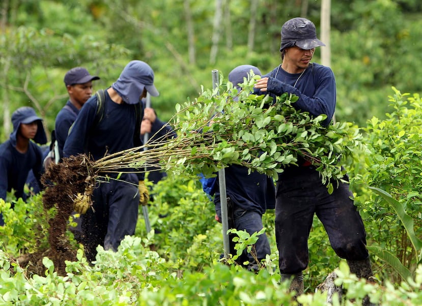 Campesinos arrancan plantas de coca en Colombia. (EFE)