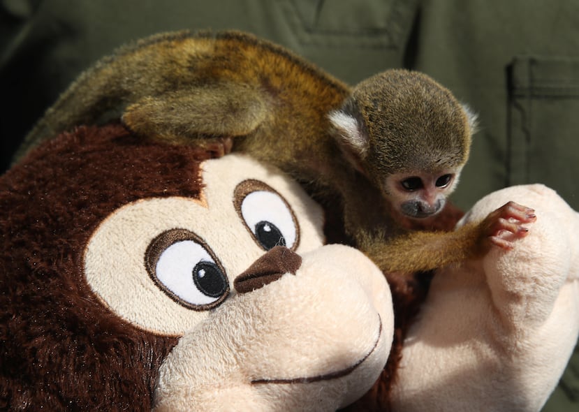 AME882. LIMA (PERÚ), 05/03/2026.- Fotografía que muestra a un bebé mono fraile bautizado como el Punch peruano, este jueves, en Lima (Perú). Punch fue rescatado y ahora, amarrado a un peluche, como su famoso tocayo japonés, busca el calor que le fue arrebatado por el tráfico ilegal de animales. EFE/ Paolo Aguilar