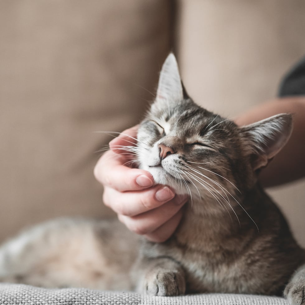 Una vez que un gato ha elegido a su persona favorita, existen señales claras y observables que delatan esta preferencia.