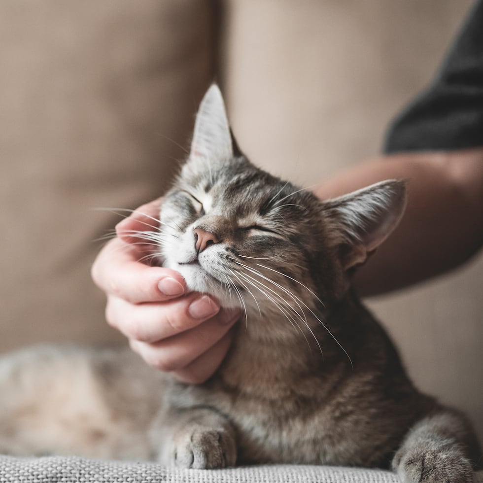 El período entre las 12 y 14 semanas de vida es crucial para que los gatitos aprendan a convivir.