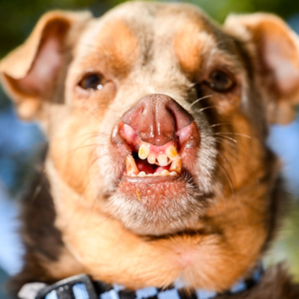 Otto, un cruce de chihuahua, acabó quedando en tercer lugar.