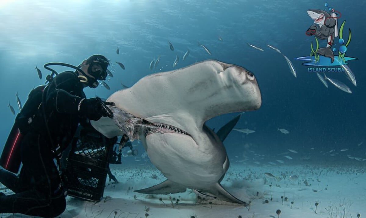 Shark diving in Puerto Rico faces scrutiny over unlicensed tour operators