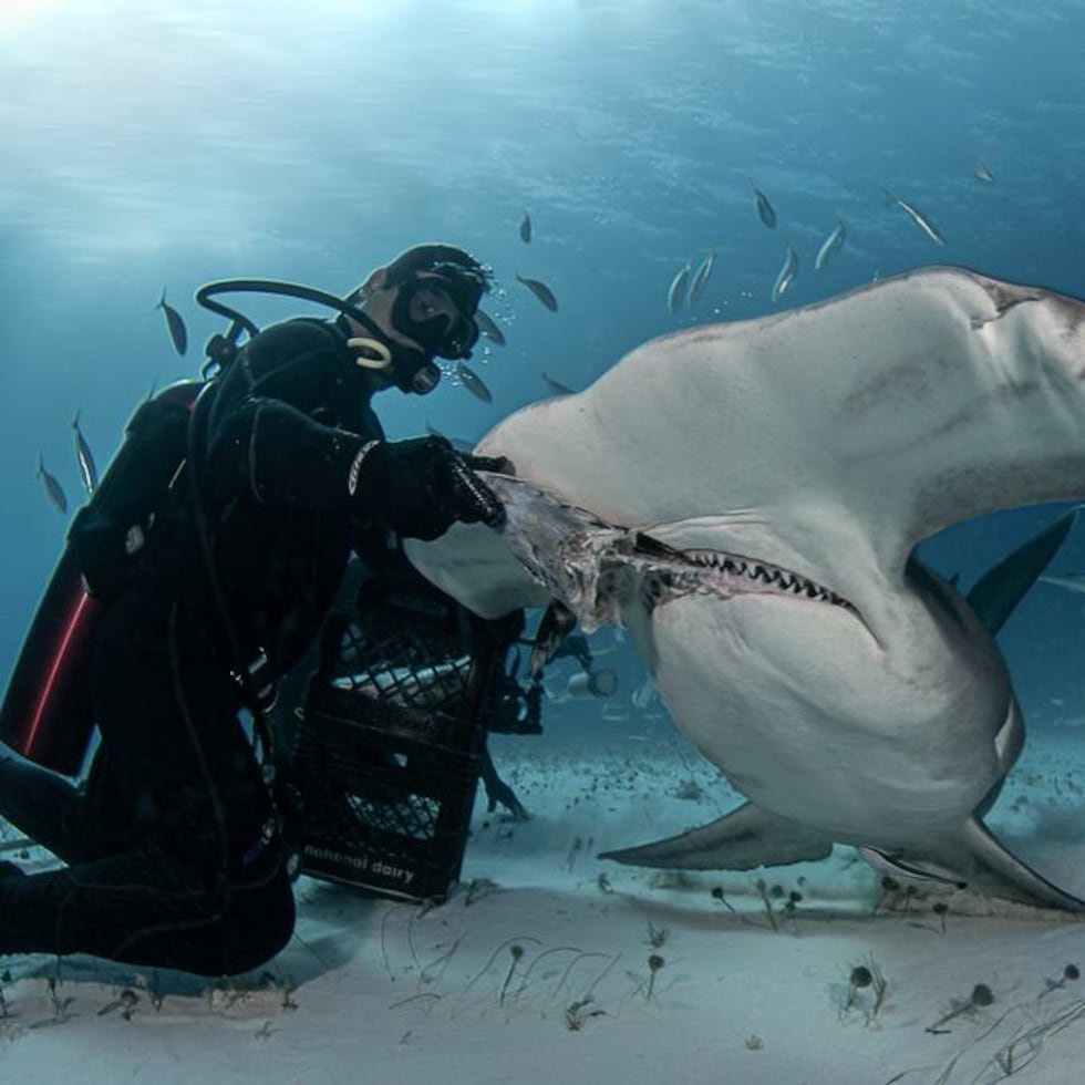 Blue Kings PR and Island Scuba promote shark diving excursions in Puerto Rico, but they are operating illegally, as they do not currently hold a water sports tourism certification from the Puerto Rico Tourism Company. Screenshot from sanjuandiver.com