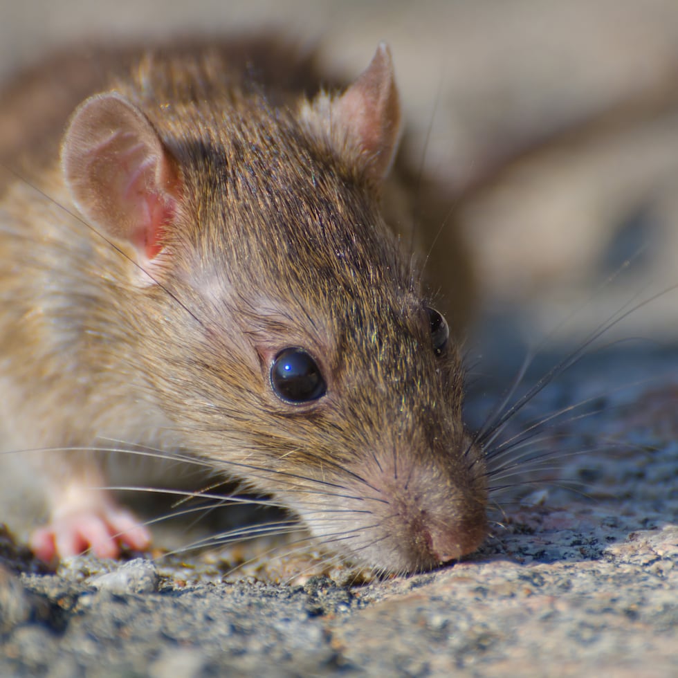 Los hantavirus son una familia de virus que afecta fundamentalmente a los roedores.