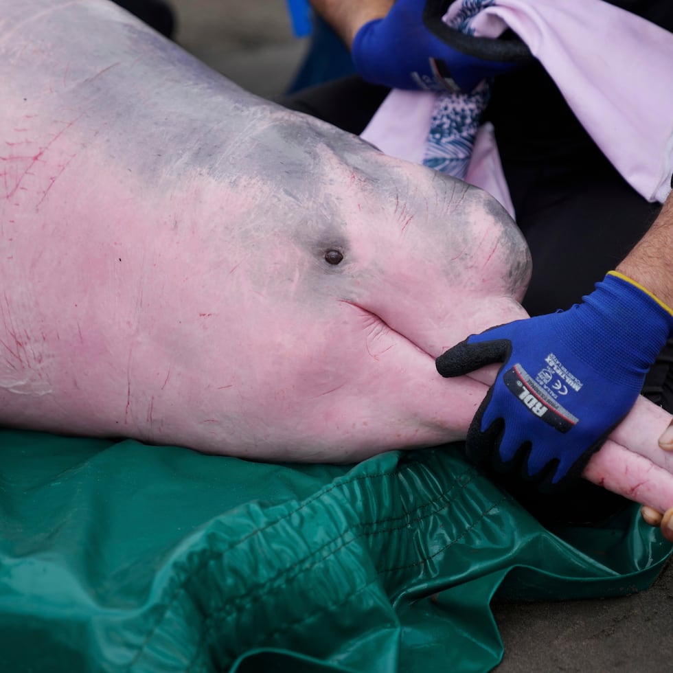 Científicos y veterinarios examinan un delfín rosado de río en Puerto Nariño, Colombia, el domingo 7 de septiembre de 2025.