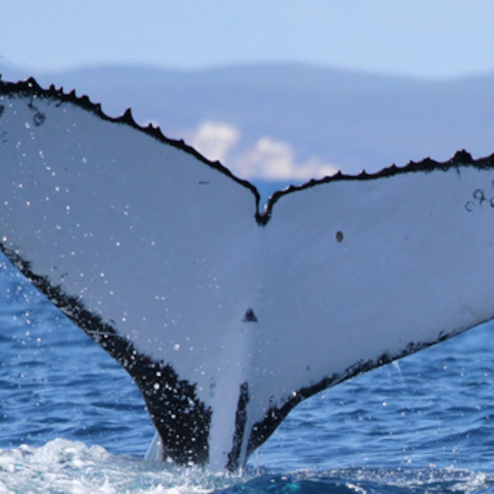 Esta foto facilitada por la Pacific Whale Foundation en mayo de 2026, muestra las marcas de la cola de una ballena jorobada que fue vista en lugares de cría en Australia y Brasil.