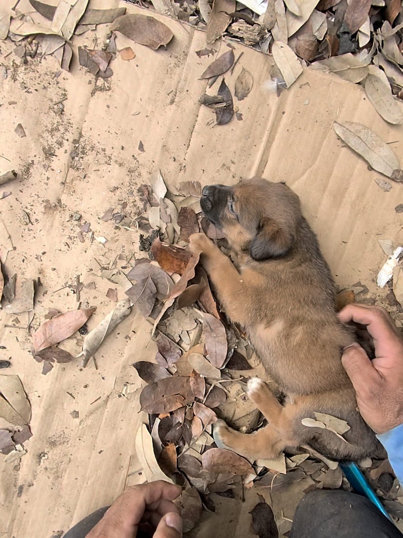 Los animales estaban en buen estado de salud.