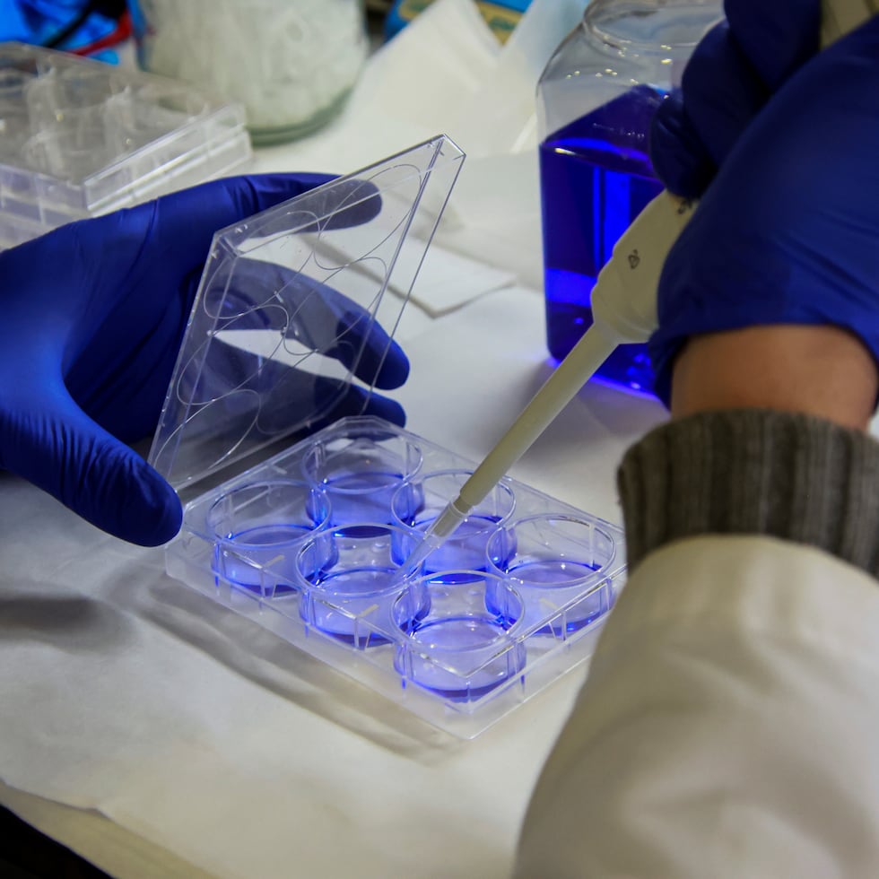 El equipo de Barbacid en el Centro Nacional de Investigaciones Oncológicas publicó en esa revista los resultados de un trabajo de investigación que les permitieron eliminar en ratones el cáncer de páncreas más común.