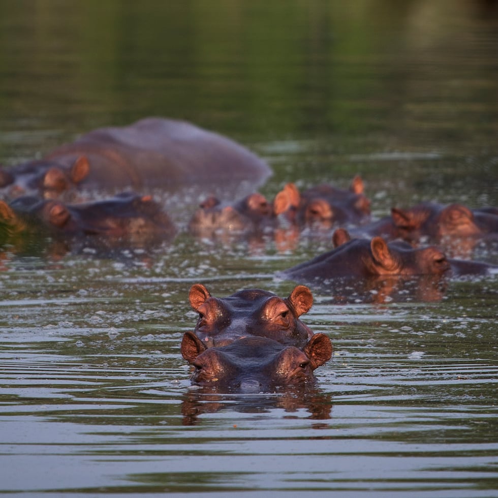 La decisión ha generado controversia, especialmente en sectores como Puerto Triunfo, donde se ubica la antigua Hacienda Nápoles, hoy convertida en atractivo turístico por la presencia de estos animales.