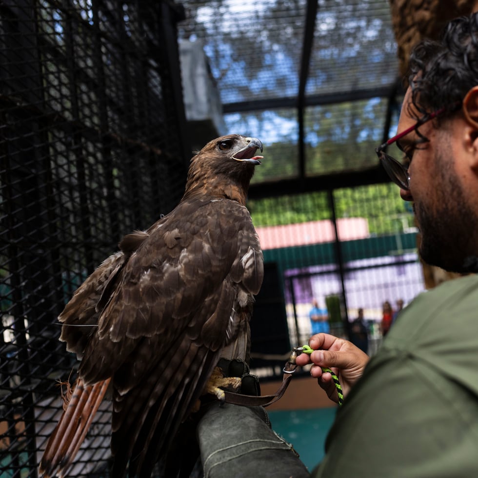 En la pasada década, alrededor de 210 aves –de múltiples especies– han tenido “una segunda oportunidad de vida” en el Centro, como este guaraguao de cola roja.