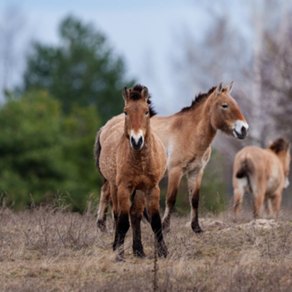 Caballos salvajes Przewalski pastan en un bosque dentro de la zona de exclusión de Chernóbil.