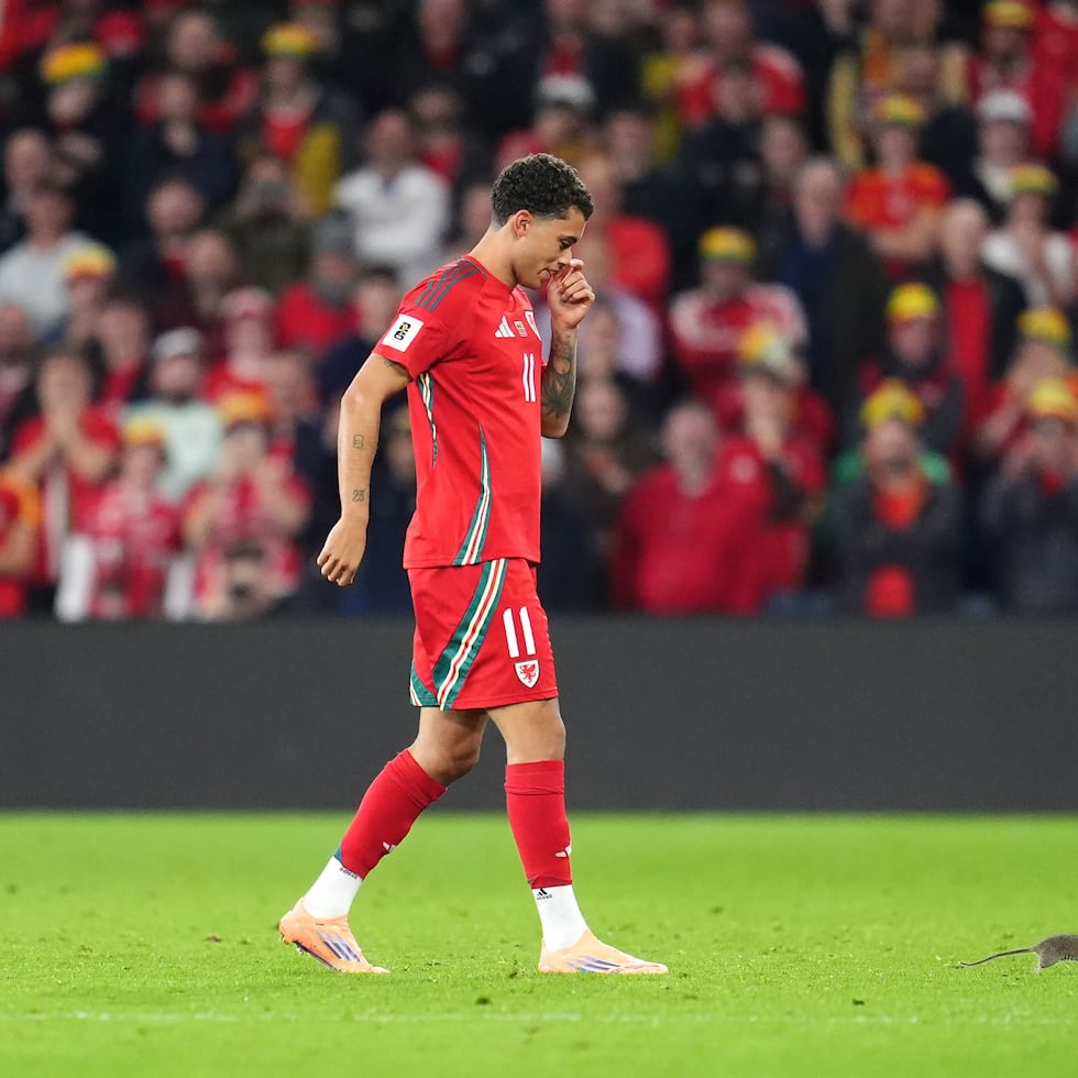 Brennan Johnson, de Gales, persigue a una rata que causó un retraso en el partido de las eliminatorias de Europa rumbo a la Copa del Mundo de 2026 entre Gales y Bélgica.