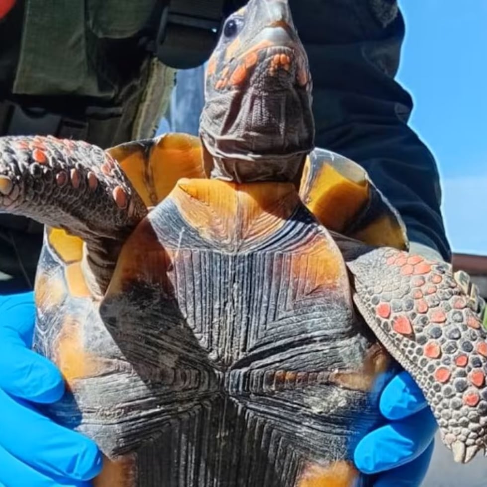 La tortuga rescatada en Formosa.