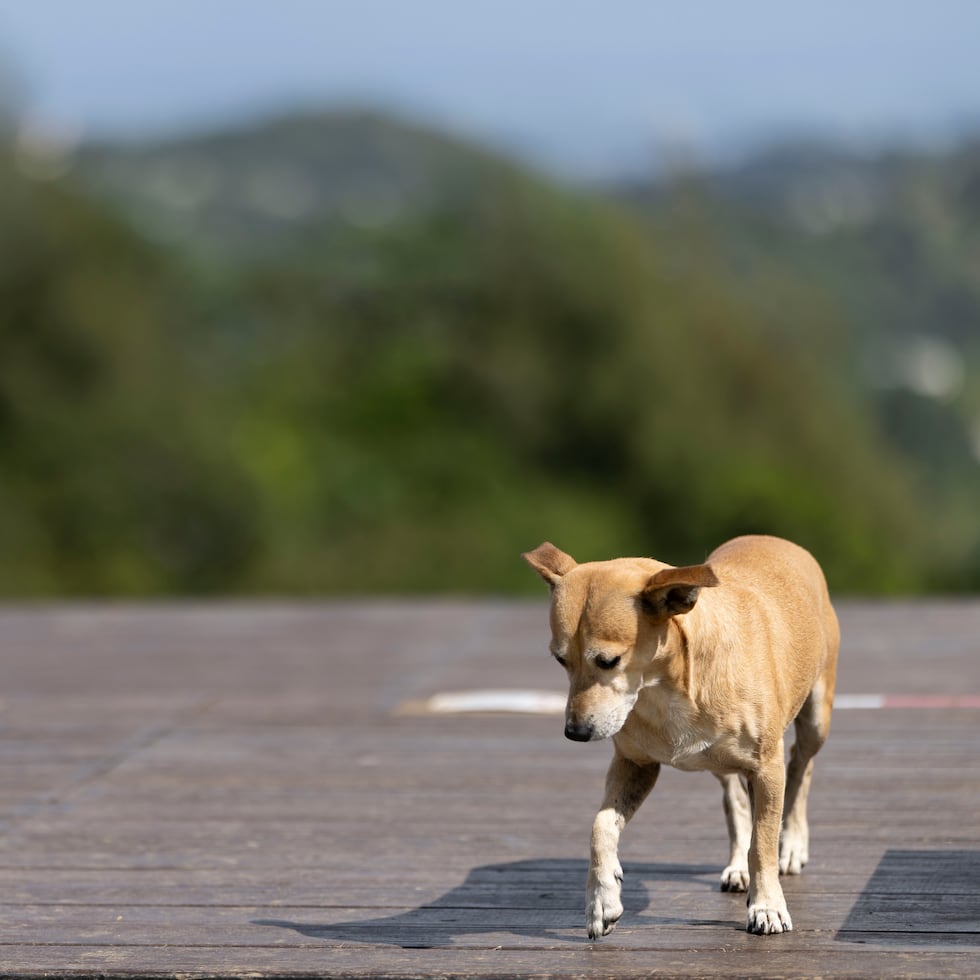 Acariciar a un perro en la calle no es solo un acto de ternura; es una ventana abierta a nuestro estado emocional, nuestra estructura de personalidad y, sobre todo, a nuestra química cerebral.