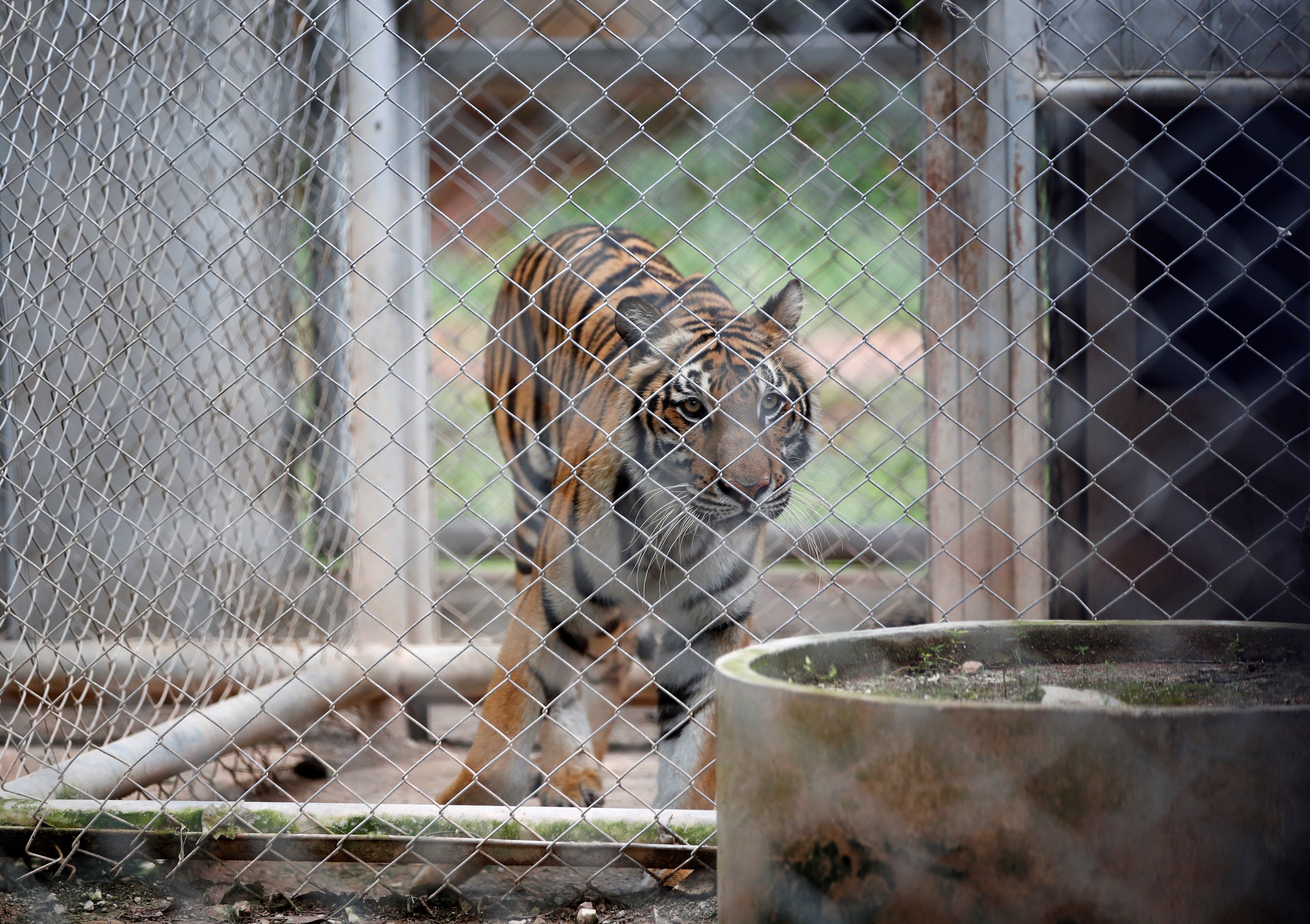 Muere un hombre tras entrar a jaula de tigres en zoológico de Inglaterra