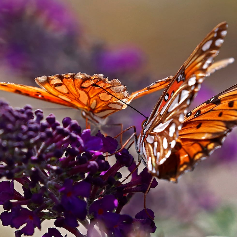 En la imagen de archivo, mariposas se posan en un arbusto floreciente en el campo cerca de Commerce, Texas.