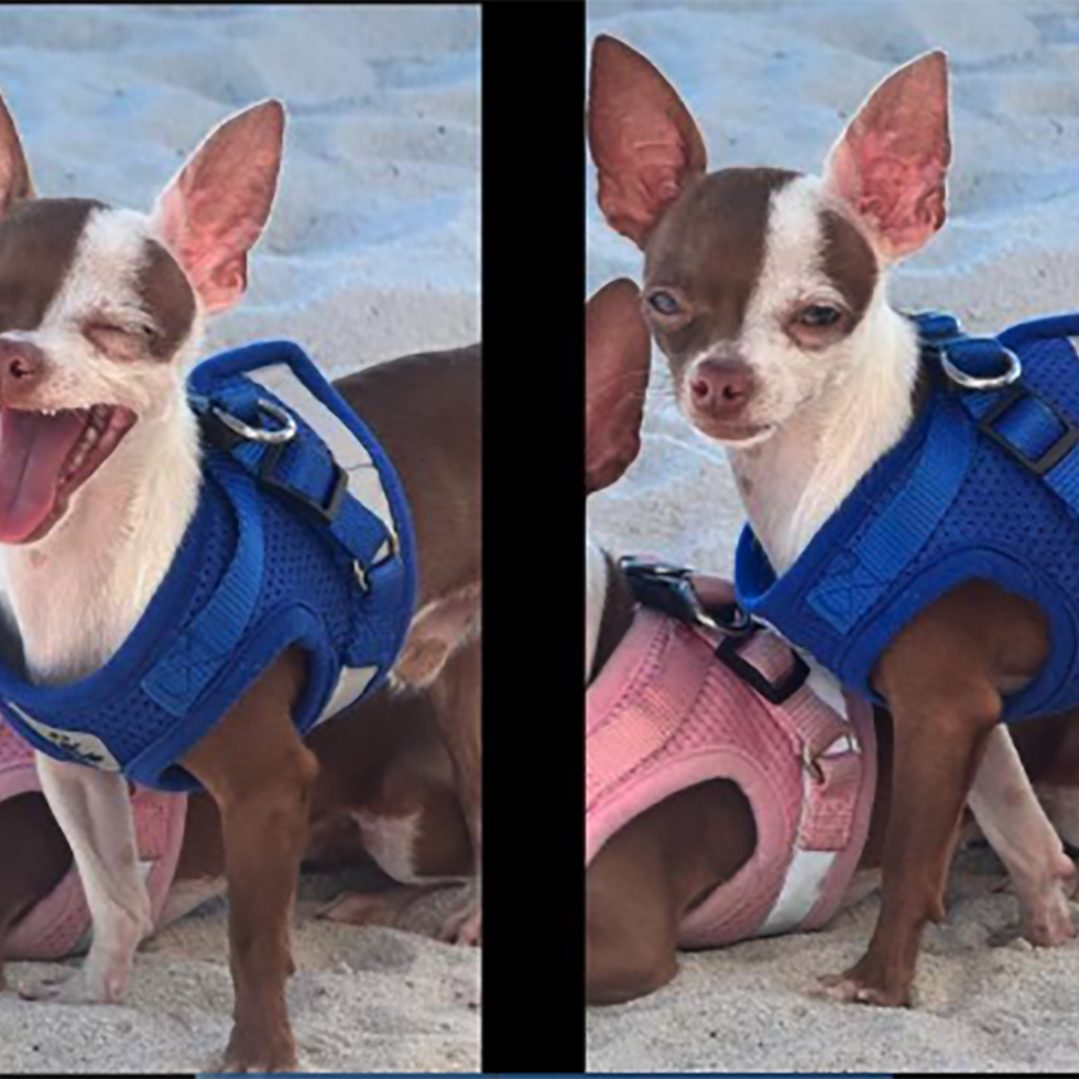 El chihuahua llamado Careta había sido robado durante un escalamiento en Guaynabo,