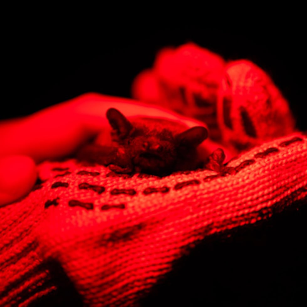 Un murciélago rescatado se sienta en una mano durante una ceremonia de devolución de murciélagos a la naturaleza en Kiev.