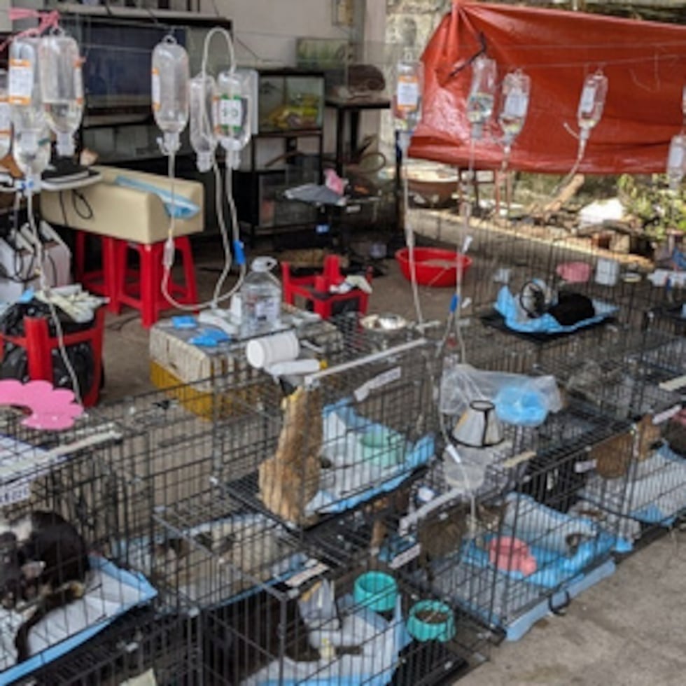 Esta fotografía, difundida por Vietnam Cat Welfare, muestra a unos gatos rescatados recibiendo tratamiento en Ciudad Ho Chi Minh (Vietnam) el miércoles 17 de junio de 2026. (Vietnam Cat Welfare vía AP)