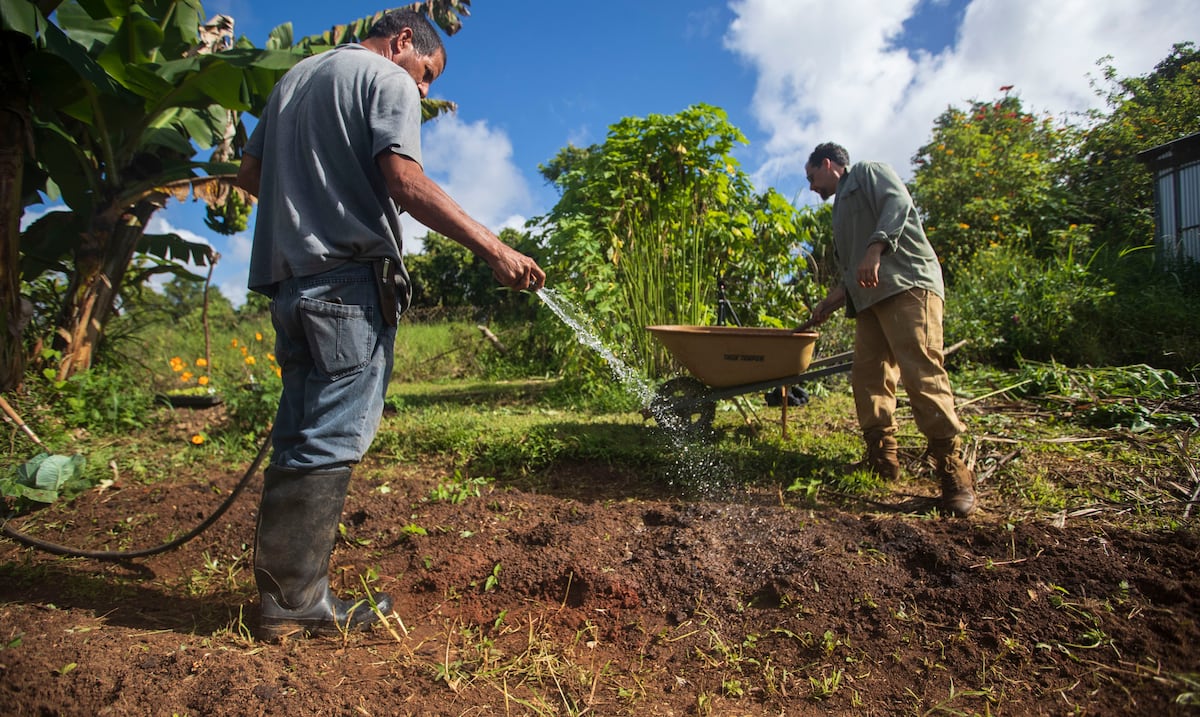 Sequía cubre 82.6% de Puerto Rico y pone en riesgo al sector agrícola