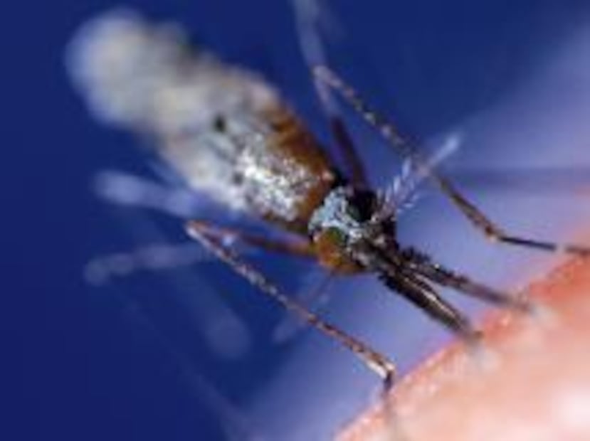 El paludismo está causado por un parásito que se transmite a través de las picaduras de mosquitos.