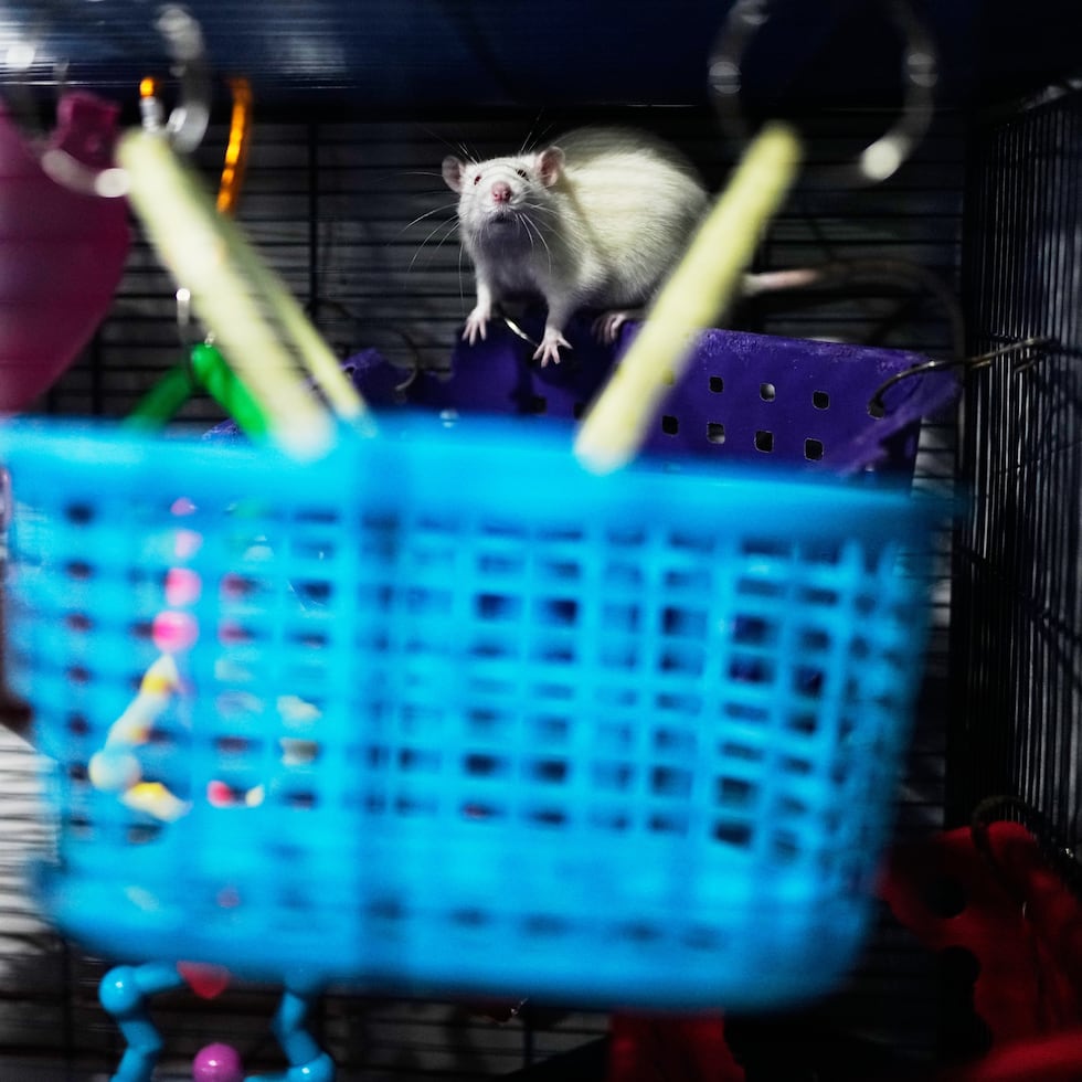 Team Ratas es la red referente en Argentina y América Latina para la reubicación de ratas y ratones de laboratorio, los cuales serían sacrificados si no llegan a encontrar un hogar de acogida.