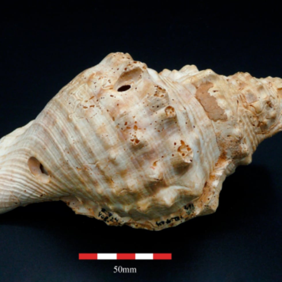 Una trompeta de concha con dos agujeros hallada en las minas de Gavà-Can Tintorer Antiquity.