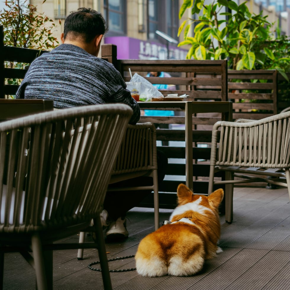 Antes de salir del hogar, el dueño del perro debe evaluar si su mascota realmente está preparada para permanecer tranquila en un entorno lleno de estímulos. (Unsplash)