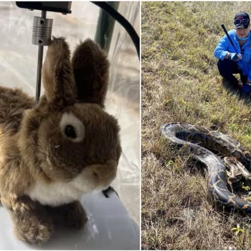 Los dispositivos imitan el movimiento, la apariencia y el olor de los conejos de los pantanos.