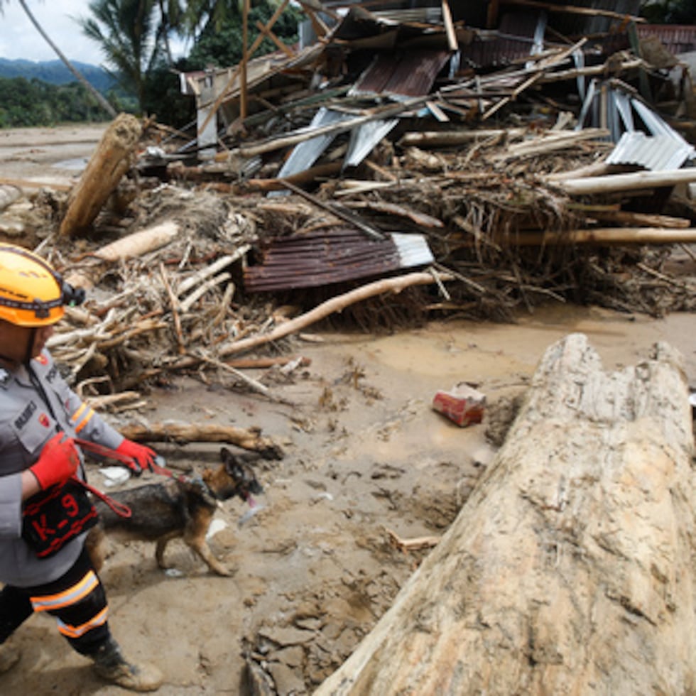 Un rescatista conduce un perro rastreador durante una operación de búsqueda de víctimas de las inundaciones en Batang Toru, Sumatra del Norte, Indonesia, miércoles 3 de diciembre de 2025. (AP Photo/Binsar Bakkara)