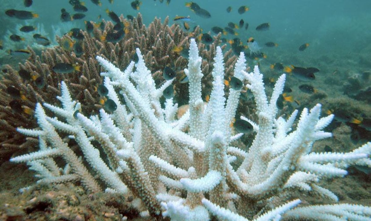 Alerta en Puerto Rico: El Niño podría intensificar blanqueamiento de corales este verano