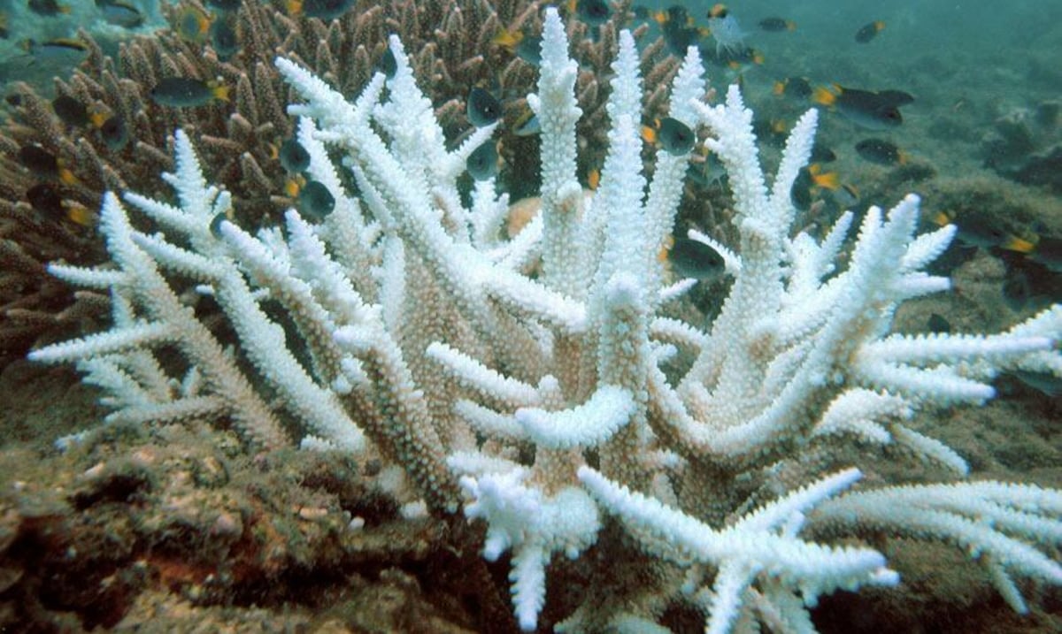 El Niño phenomenon could intensify coral bleaching this summer