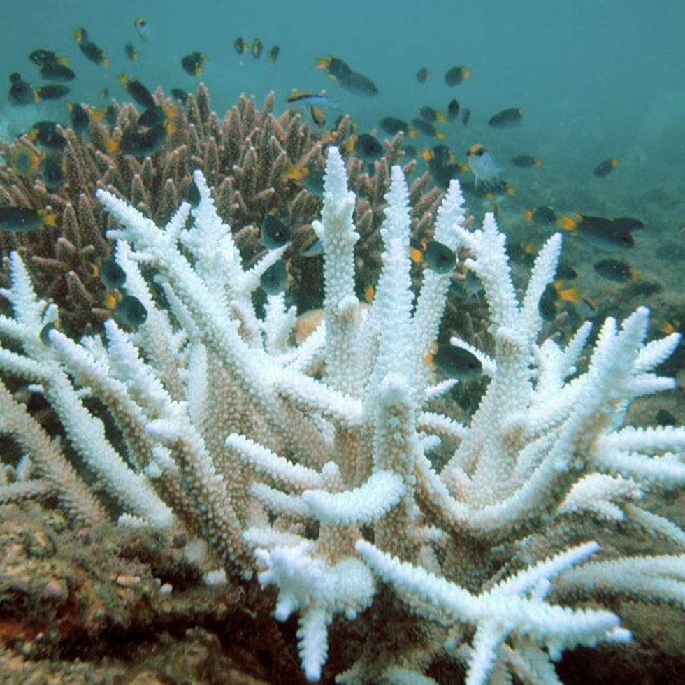 One of the main threats is coral bleaching, which occurs when they are stressed by situations in their environment, often temperature or pollution.
