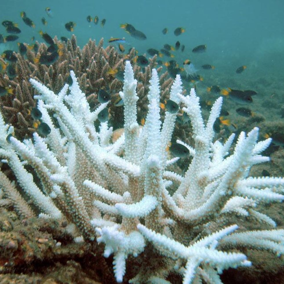 One of the main threats is coral bleaching, which occurs when they are stressed by situations in their environment, often temperature or pollution.