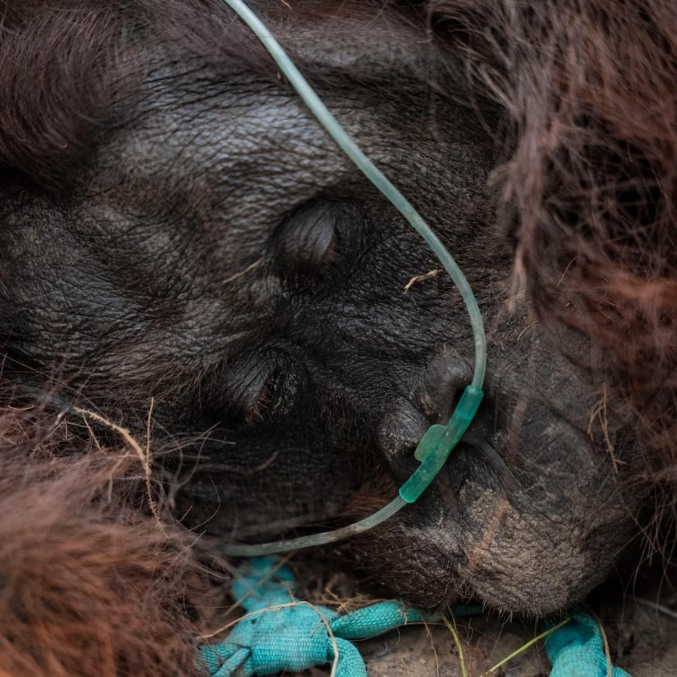 Un orangután macho recibe tratamiento médico durante una operación de rescate en una plantación de palma aceitera afectada por un incendio forestal en la regencia de Ketapang, provincia de Kalimantan Occidental, Indonesia.