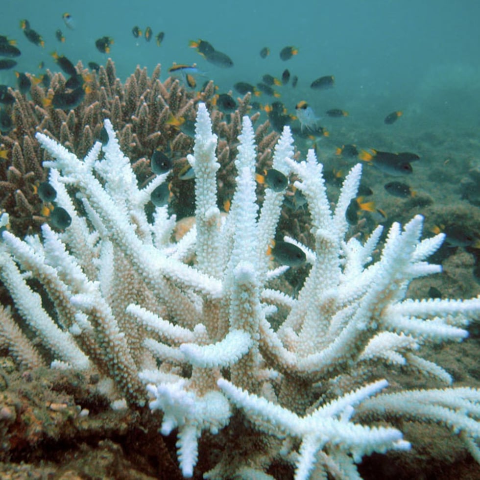 Una de las principales amenazas es el blanqueamiento de coral, que ocurre cuando están estresados por situaciones de su ambiente, con frecuencia la temperatura o la contaminación.
