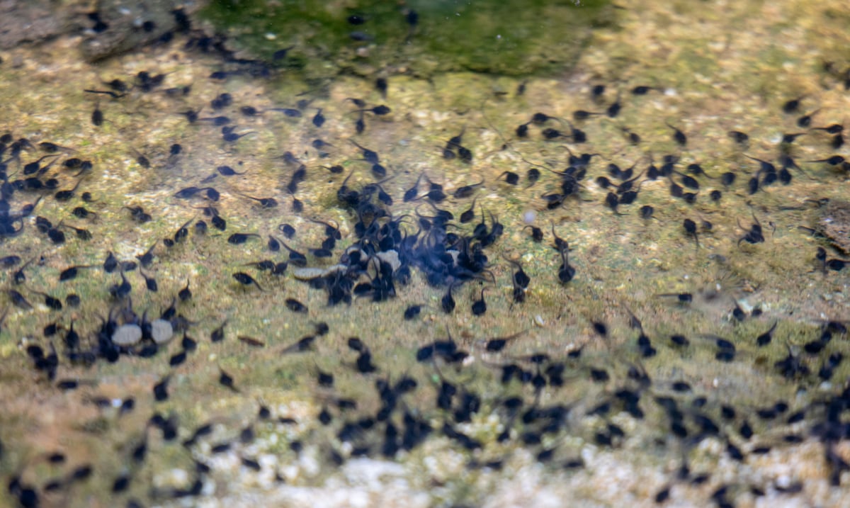 Conservation in action: thousands of concho toad tadpoles released in northern Puerto Rico